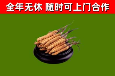 南城县回收散虫草