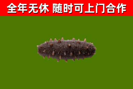 南城县回收海参干